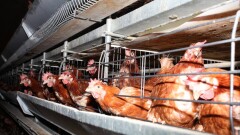 Казахстан ограничил импорт продукции птицеводства из США из-за птичьего гриппа