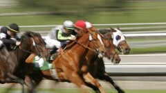 Поголовье спортивных лошадей в Казахстане решили спасать субсидиями