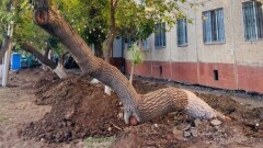 На претензии о вырубке здорового дерева ответили в акимате Астаны