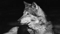 На сельчанина завели уголовное дело за истязание волка в Актюбинской области