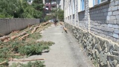 "Думала не о деревьях, а о безопасности". Директора школы в Текели оштрафовали за приказ срубить 16 сосен