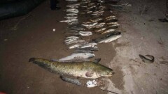 Улов оказался краснокнижным: по 6 лет тюрьмы получили браконьеры из Туркестанской области