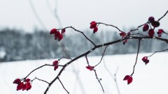 20-градусные морозы возвращаются в Казахстан