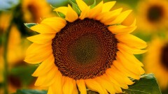 Отечественные производители подсолнечного масла намекнули, что им не хватает сырья