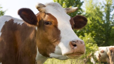 Угрозу сибирской язвы и множество ветеринарных нарушений выявили в Жамбылской области