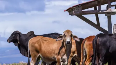 Вывоз бычков из Казахстана останется под запретом ещё на полгода