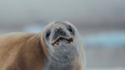 79 мёртвых тюленей нашли в Мангистауской области за три дня
