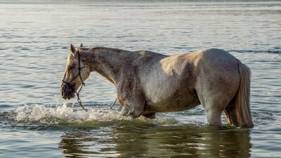 Жару до 35 градусов прогнозируют на юге Казахстана