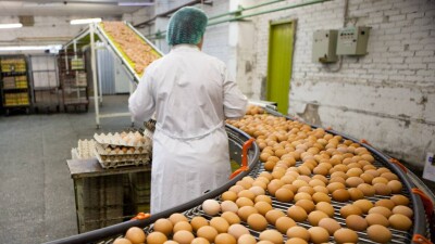 Костанайская птицефабрика завышала цены на яйца. Антимонопольный орган начал расследование