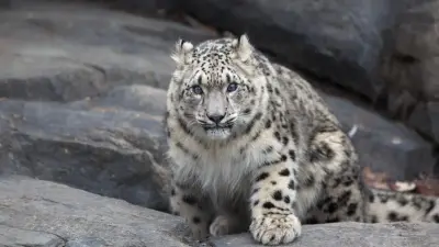 Снежного барса сделали официальным символом Кыргызстана