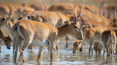 Фермеры готовы помочь с перегоном сайгаков из ЗКО