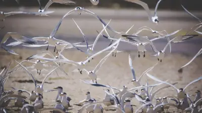 "Местные это делают бесплатно". Фонд из Астаны выиграл грант на спасение птиц в Мангистау, но не выполнил работы