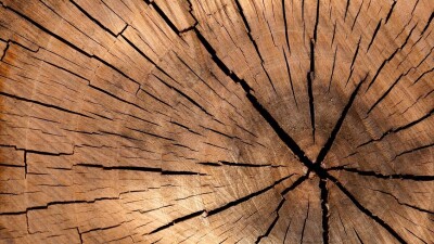 Упавшие на автомобили деревья в Алматы причинили ущерб в 51 млн тенге