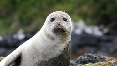 Резерват для сохранения каспийского тюленя создадут в Казахстане: опубликован проект