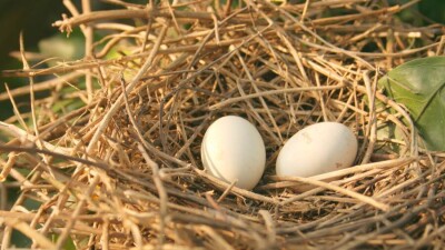 Птенцы погибли при обрезке деревьев в Караганде. Касымбек поручил за это жёстко наказывать