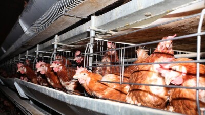 Казахстан ограничил импорт продукции птицеводства из США из-за птичьего гриппа