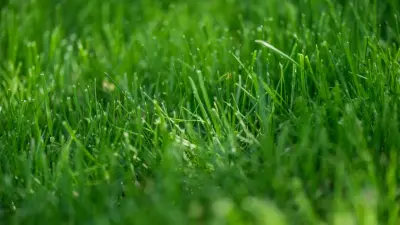 "Обычный полив тоже сохраним". Районный аким прокомментировал "покраску" газона вдоль ВОАД