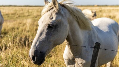Производителя "средства от рака и диабета" оштрафовали в Казахстане. Это оказался БАД из кобыльего молока