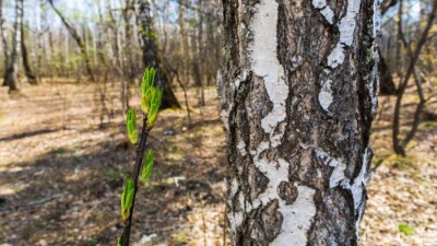Потепление до 20 градусов ожидается на юге Казахстана