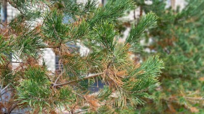 Умирают ли сосны в Астане? Эколог и акимат не сошлись во мнениях