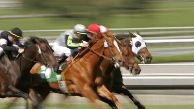 Поголовье спортивных лошадей в Казахстане решили спасать субсидиями