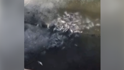 В акимате прокомментировали видео с замёрзшей рыбой в пруду ботанического сада Нур-Султана