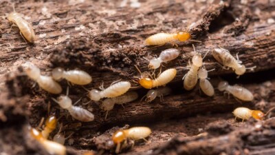 Термиты атакуют населённые пункты и памятники в Узбекистане