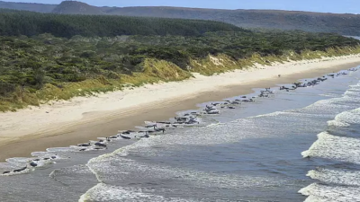 230 чёрных дельфинов выбросились на берег Тасмании