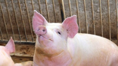 Свинину из 33 регионов России вновь можно ввозить в Казахстан