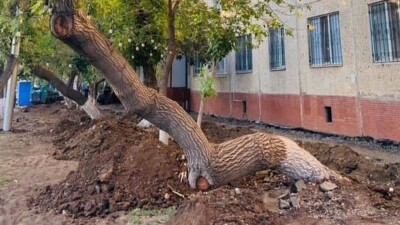 На претензии о вырубке здорового дерева ответили в акимате Астаны