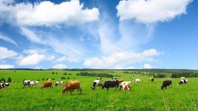 Попытку оставить сельчан без общественного пастбища пресекли в Абайской области