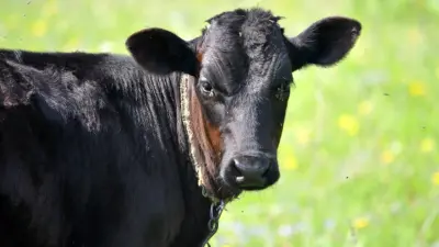 Реализация Послания президента – 2024: о кратном росте экспорта мяса сообщили в правительстве