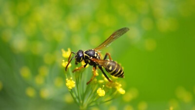 Медики в СКО вернули к жизни женщину, которую укусила оса