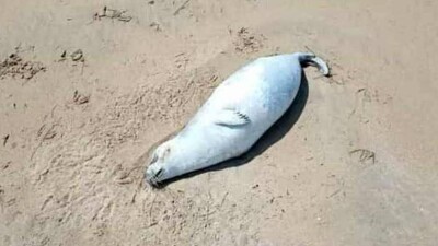 Десятки мёртвых тюленей обнаружили на берегу Каспия