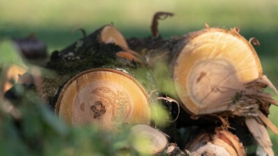 Фигурантам дела о вырубке леса близ Семея за взятки вынесли приговор