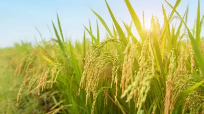 Слишком большие посевы риса: двух должностных лиц "Казводхоза" отстранили от работы