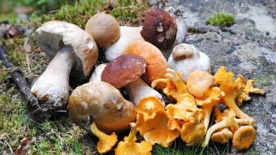 Проверять грибы на радиацию посоветовали в Минздраве