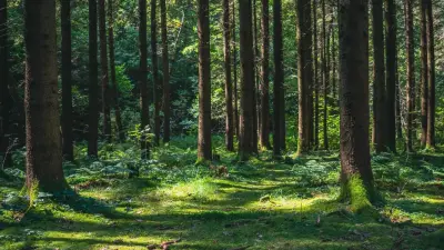 Охраной лесов массово пренебрегали на севере Казахстана: виновных наказали