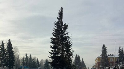 Половину макушки живой ёлки потеряли при доставке на площадь Алтая. Аким заверил, что ветки нарастят