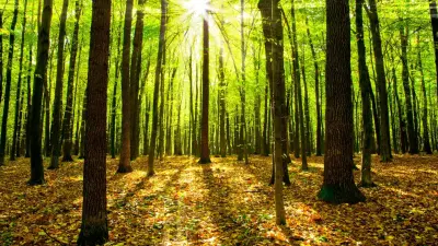 Благоустройство рощи Баума начали в Алматы: акимат нашёл спонсора