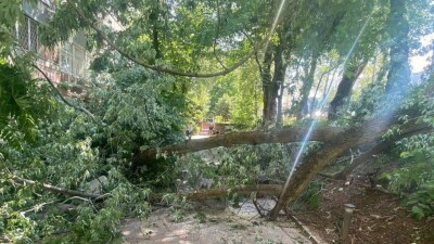Дерево рухнуло на летнюю веранду ресторана в Алматы