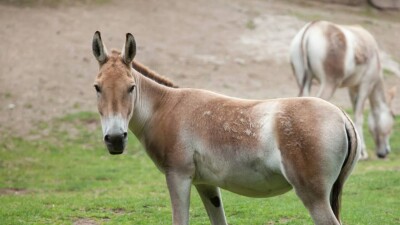 Куланов поселили ещё в двух заповедниках Казахстана