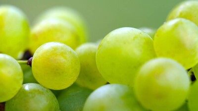 В модном винограде без косточек казахстанские специалисты не нашли вредных бактерий