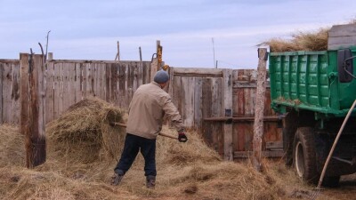 Костанайские фермеры не могут получить субсидии из-за нехватки сотрудников в акимате