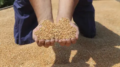 Газа для сушки зерна не хватает аграриям Казахстана: Жумангарин дал поручение