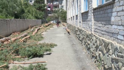 "Думала не о деревьях, а о безопасности". Директора школы в Текели оштрафовали за приказ срубить 16 сосен