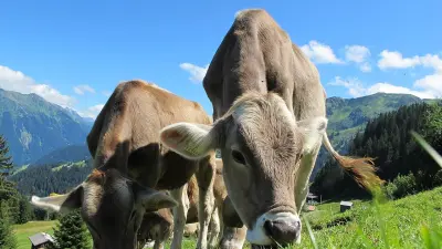Вывоз шкур из Казахстана не будут облагать пошлинами