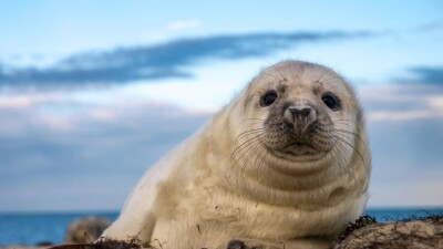 Минэкологии об останках 64 тюленей: Они умерли ещё зимой