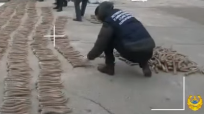 Более 2400 сайгачьих рогов изъяли полицейские в Атырау