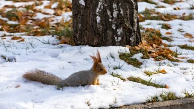 Морозы до -25 градусов прогнозируют на севере и западе Казахстана на выходных
